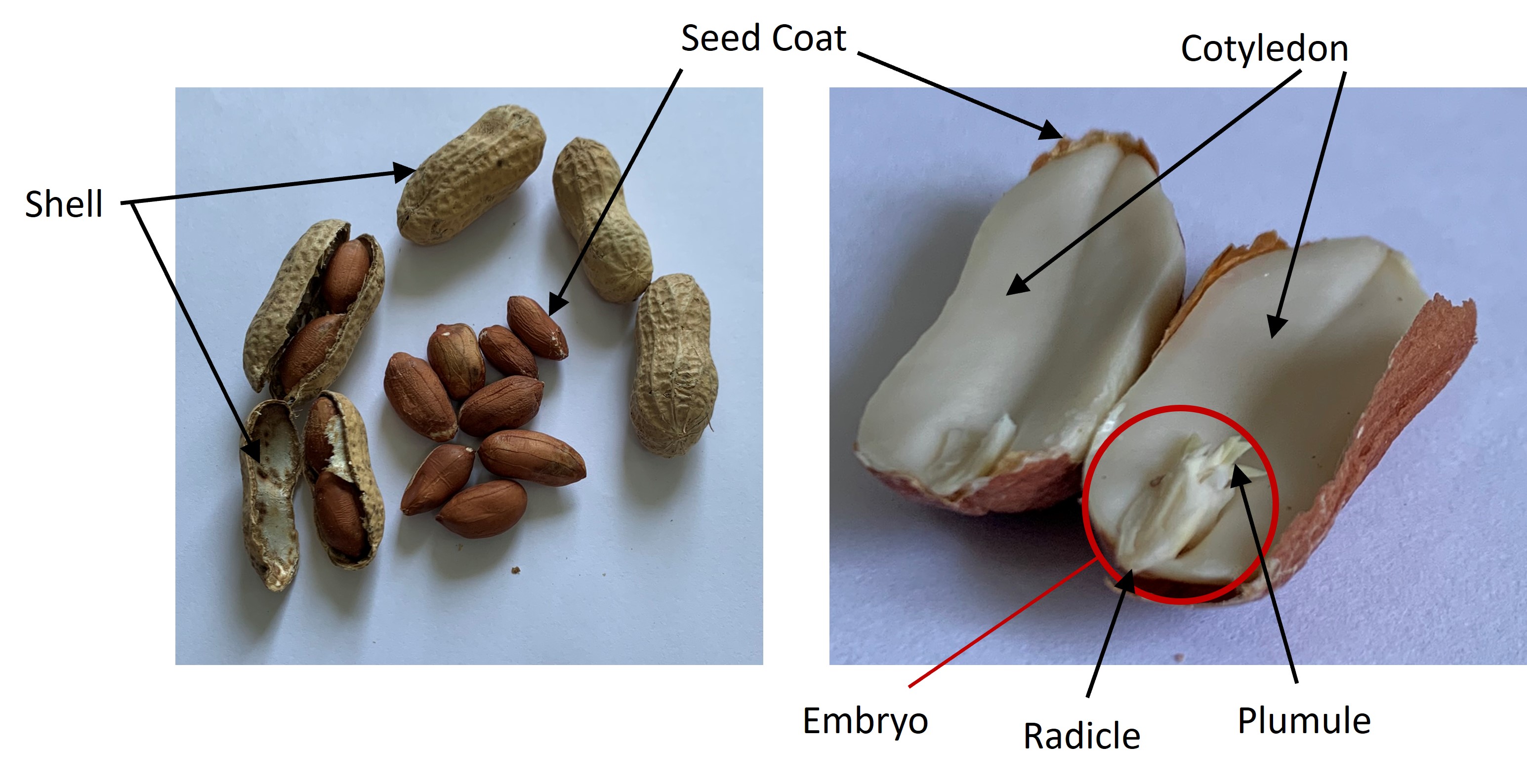 Figure 3 Peanut seed labeled (split image)•	Peanut shells and seeds showing outer shell and inner seed coat•	Cut peanut seed labeled with cotyledon, embryo, radicle, and plumule